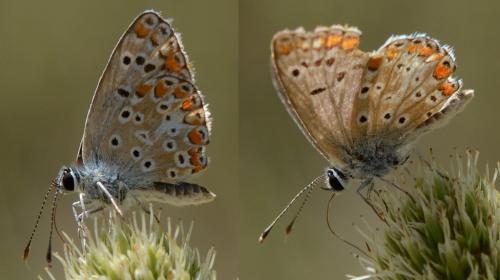Aricia agestis